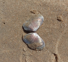 Donacidae
