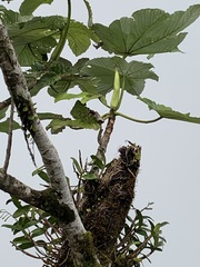 Cecropia schreberiana