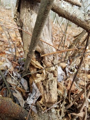 Cryphonectria parasitica