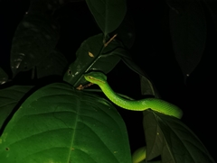 Tropidolaemus subannulatus