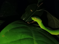 Tropidolaemus subannulatus