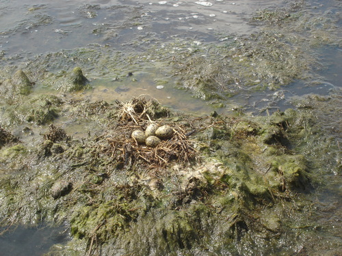 Recurvirostridae