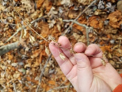 Veratrum parviflorum