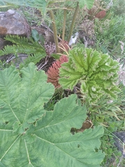 Gunnera manicata