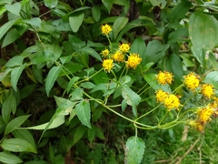 Bidens chiapensis