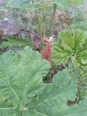 Gunnera manicata
