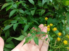 Bidens chiapensis