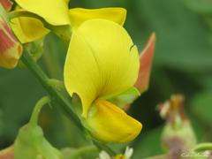 Crotalaria retusa