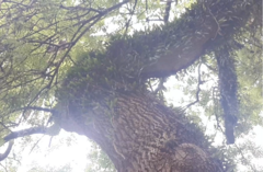 Microgramma mortoniana