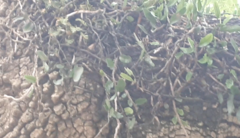 Microgramma mortoniana