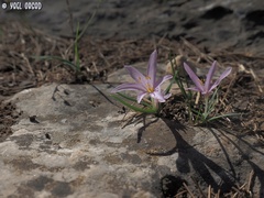 Colchicum stevenii
