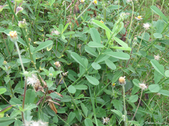 Crotalaria retusa