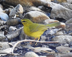 Myiothlypis flaveola