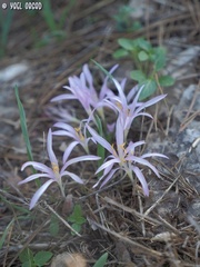 Colchicum stevenii