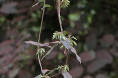 Cryptolepis buchananii