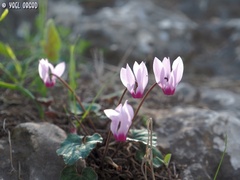 Cyclamen persicum
