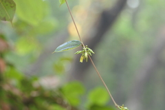 Cryptolepis buchananii