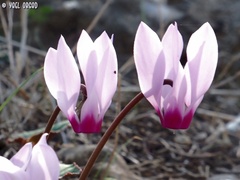 Cyclamen persicum