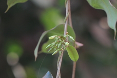 Cryptolepis buchananii