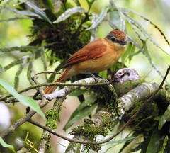 Pachyramphus castaneus