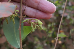 Cryptolepis buchananii