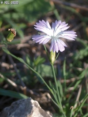 Dianthus strictus