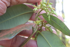 Cryptolepis buchananii