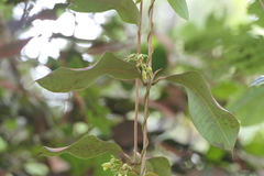 Cryptolepis buchananii