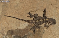 Laudakia vulgaris