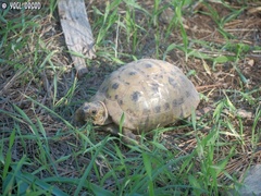 Testudo graeca