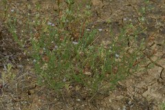 Vittadinia pterochaeta