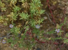 Vittadinia pterochaeta