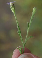 Vittadinia pterochaeta