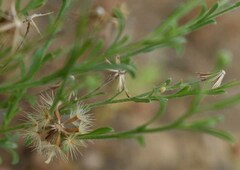 Vittadinia pterochaeta