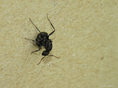 Myrmobrachys