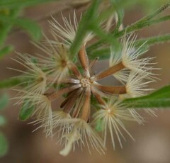 Vittadinia pterochaeta