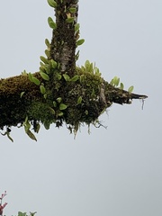 Microgramma piloselloides