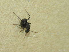 Myrmobrachys