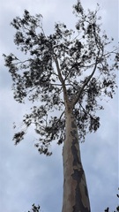 Corymbia citriodora
