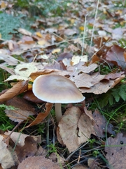 Fungi