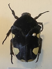 Gymnetis holosericea