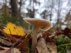 Fungi