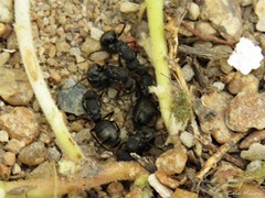 Myrmobrachys