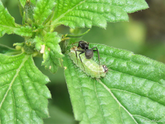 Myrmobrachys