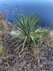 Yucca filamentosa