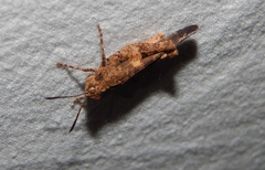 Oedipodinae