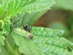 Myrmobrachys