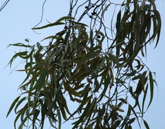 Corymbia citriodora