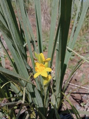 Hypoxis rigidula