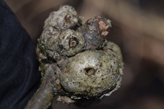 Callirhytis quercuscornigera